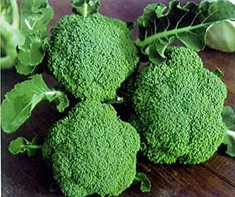Broccoli Exporter in tamilnadu