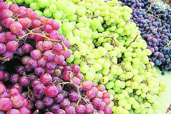 Grapes Exporter